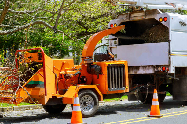 Lawn Maintenance Plans in Chittenango, NY