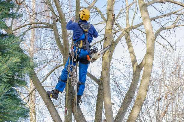 How Our Tree Care Process Works  in  Chittenango, NY