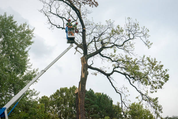 Reliable Chittenango, NY Tree Services Solutions