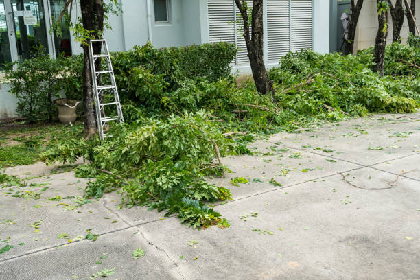 Best Hazardous Tree Removal  in Chittenango, NY