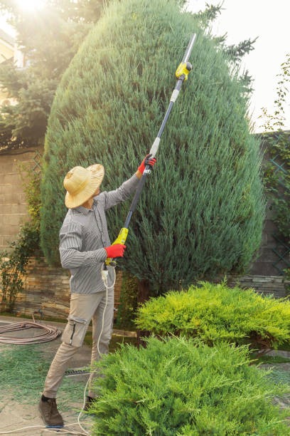 Best Tree Mulching  in Chittenango, NY