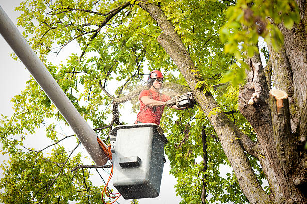 Tree and Shrub Care in Chittenango, NY